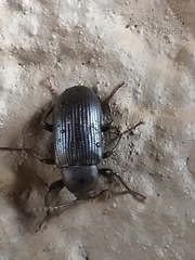 Hoplonyx