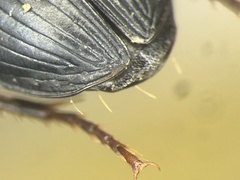 Harpalus opacipennis