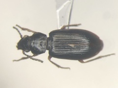 Bradycellus lecontei