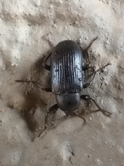 Hoplonyx