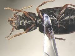 Bradycellus lecontei