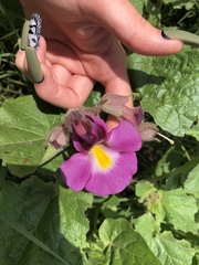 Proboscidea fragrans