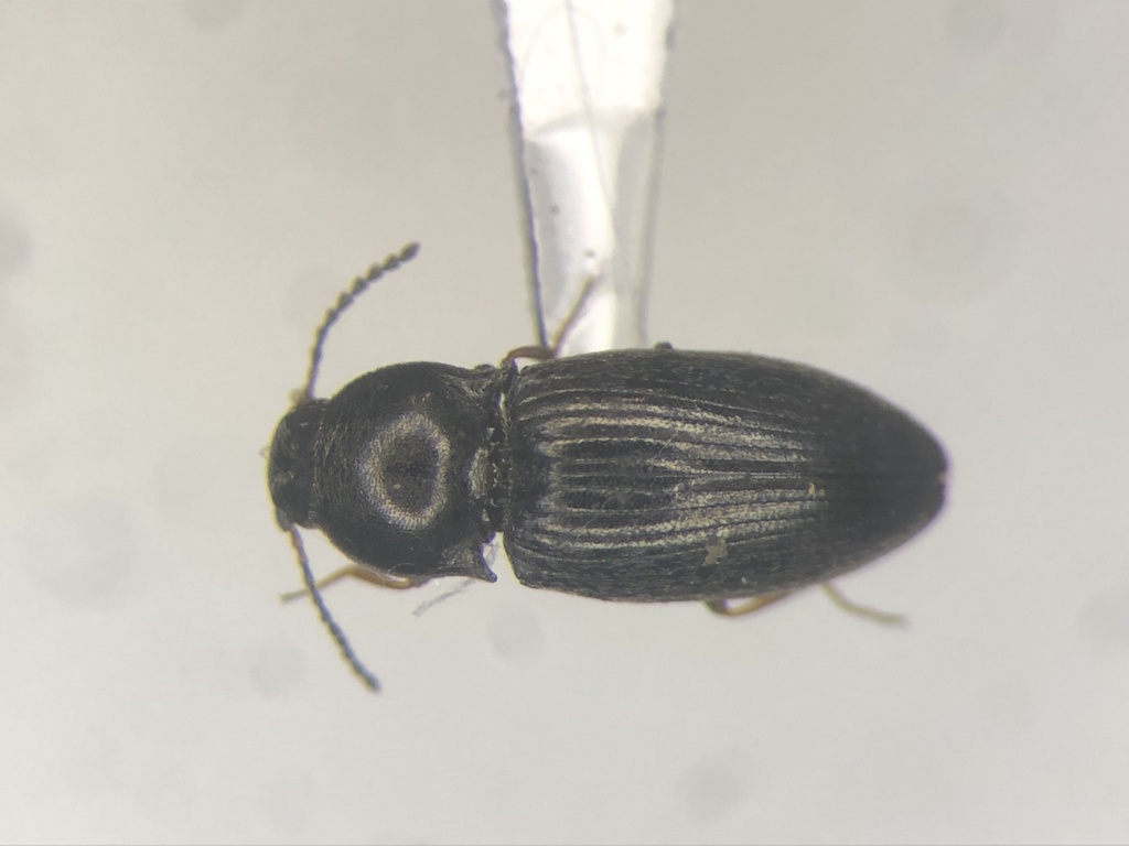 Swelling Click Beetle