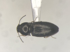 Neohypdonus tumescens