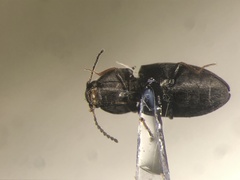 Neohypdonus tumescens