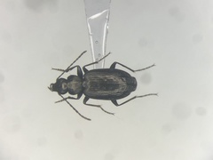 Sericoda quadripunctata