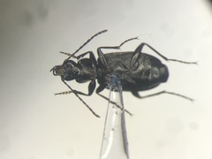 Sericoda quadripunctata