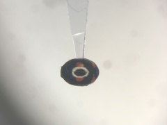 Hyperaspis lateralis