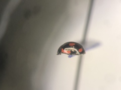 Hyperaspis lateralis