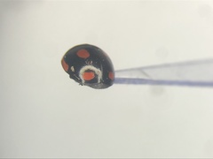 Hyperaspis lateralis