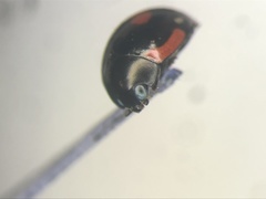 Hyperaspis lateralis