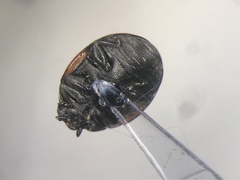 Hyperaspis lateralis