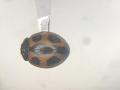 Brumoides septentrionis