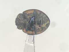 Brumoides septentrionis