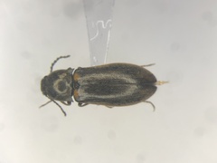 Eanus decoratus