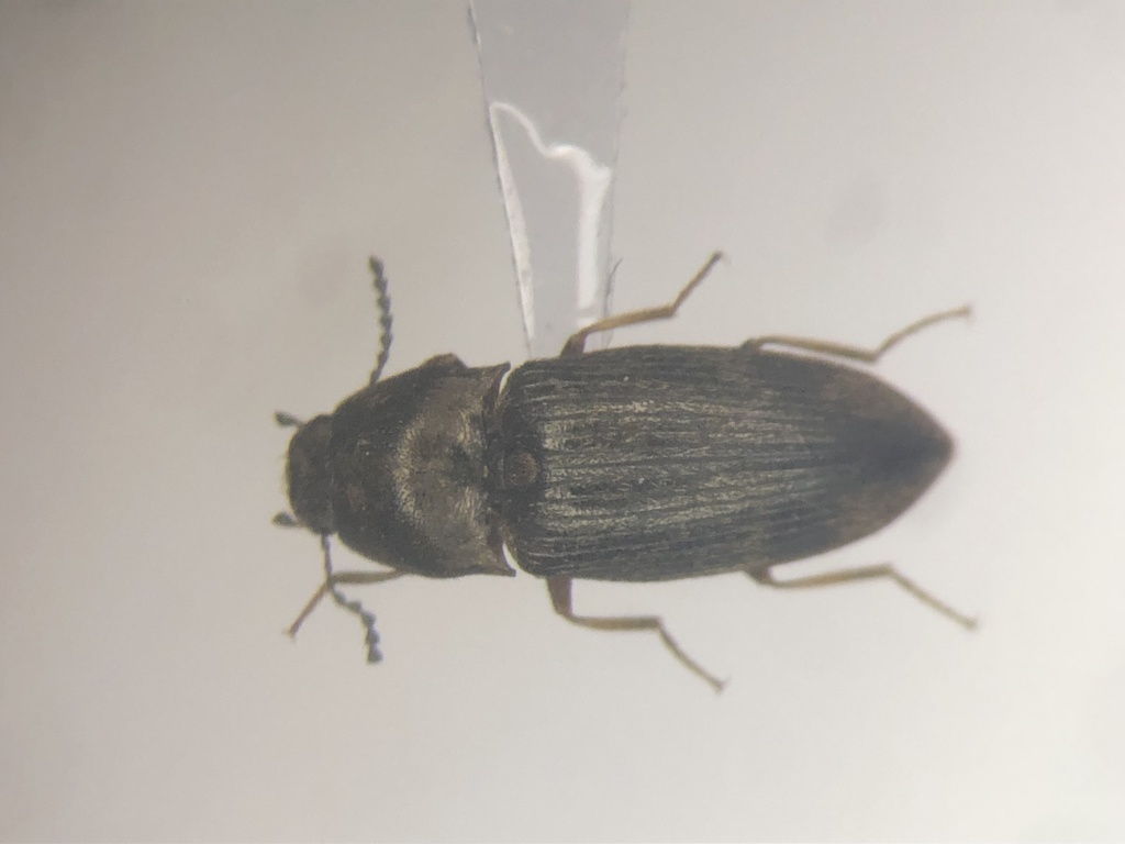 Abbreviated Wireworm