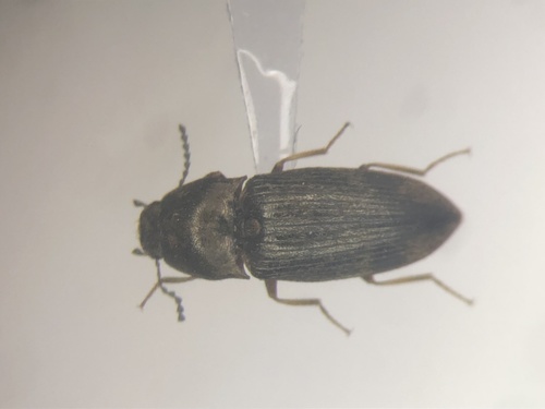 Abbreviated Wireworm