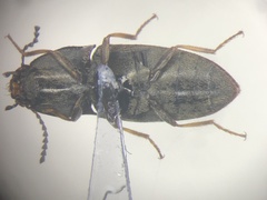 Hypnoidus abbreviatus