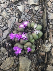 Gibbaeum dispar