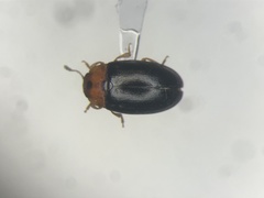 Triplax dissimulator