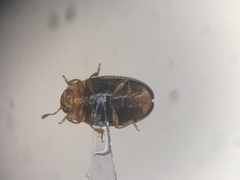 Triplax dissimulator