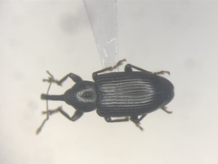 Notaris aethiops