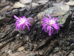 Gibbaeum dispar