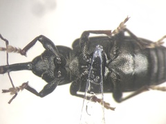 Notaris aethiops