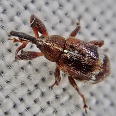 Anthonomus bituberculatus