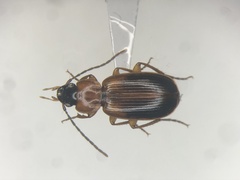 Badister obtusus