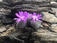 Gibbaeum dispar