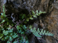 Asplenium foreziense