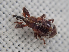 Anthonomus bituberculatus