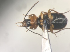 Badister obtusus