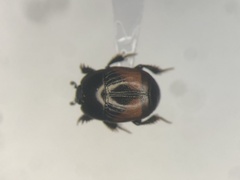 Hypocaccus dimidiatipennis