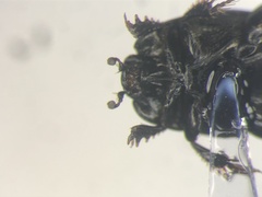 Hypocaccus dimidiatipennis