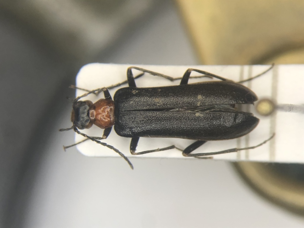 Nematoplus collaris