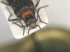 Nematoplus collaris