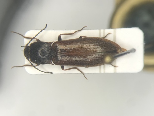 Metanomus insidiosus