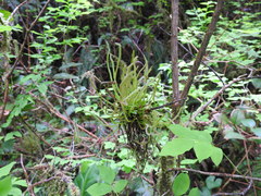 Exobasidium parvifolii