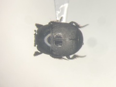 Hypocaccus fraternus