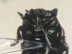 Hypocaccus fraternus