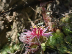 Sempervivum
