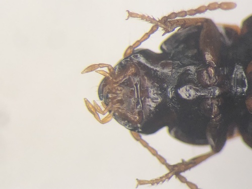 Pseudamara arenaria