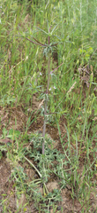 Eryngium caeruleum