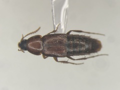 Bryoporus rufescens