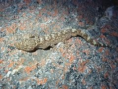 Ramigekko swartbergensis