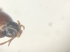 Bryoporus rufescens