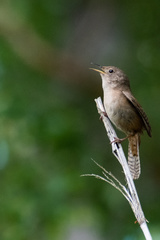 Troglodytes aedon chilensis