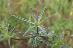 Eryngium caeruleum